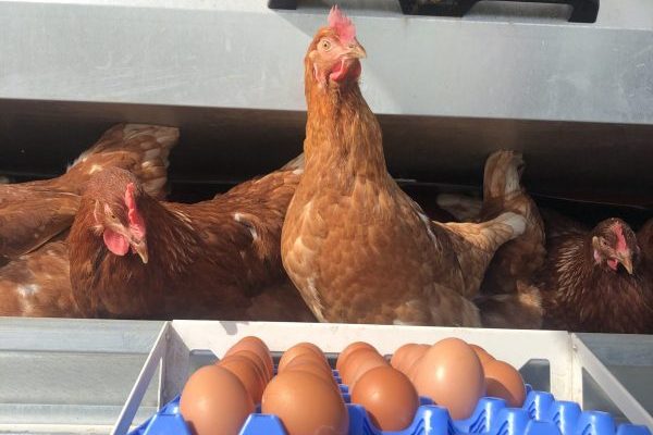 Bio-Eier aus dem Hühnermobil